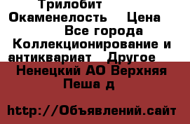 Трилобит Asaphus. Окаменелость. › Цена ­ 300 - Все города Коллекционирование и антиквариат » Другое   . Ненецкий АО,Верхняя Пеша д.
